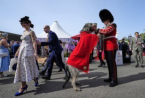 Seamus, an Irish Wolfhound, the regimental mascot for the Irish Guards attends Ladies Day, the second day of the Grand National Horse Racing festival, at Aintree racecourse, near Liverpool, England.
