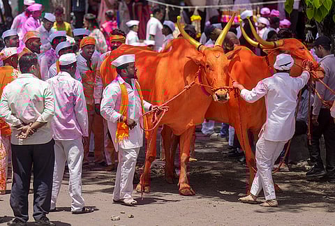 People attempt to control bulls that run loose after the chariot broke during the agrarian folk festival 'Bagad Yatra', in Surur, Satara district, Maharashtra.