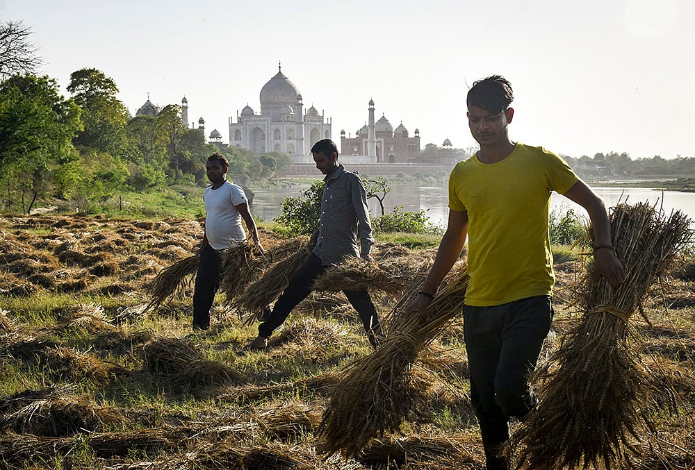 Agra: Farmers carry bundles of harvested wheat