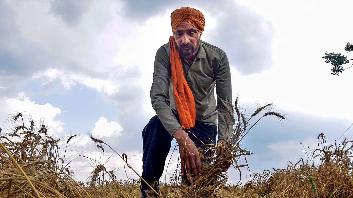 A farmer inspects wheat crops damaged by unseasonal rain and gusty winds, in Bhadson area of Patiala, Wednesday, April 8, 2026.  - Source: PTI