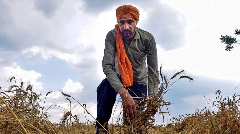 A farmer inspects wheat crops damaged by unseasonal rain and gusty winds, in Bhadson area of Patiala, Wednesday, April 8, 2026. - Source: PTI