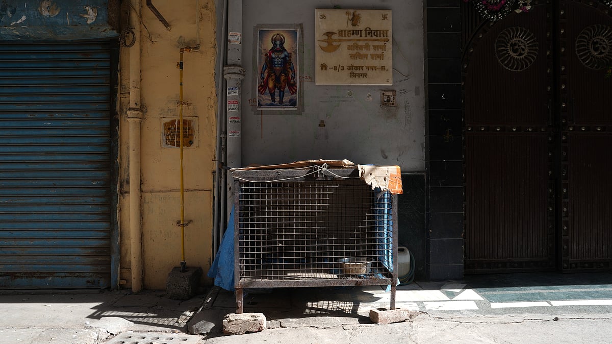 The Hindu residents in Tri Nagar held pigs, fed, decorated, and in some cases, worshipped as Varaha, the boar incarnation of Vishnu. - Photo: Subhashree Rath
