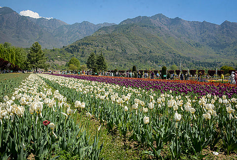 Tourists visit the Tulip Garden, under the foothills of the Zabarwan mountain, in Srinagar.