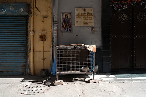 The Hindu residents in Tri Nagar held pigs, fed, decorated, and in some cases, worshipped as Varaha, the boar incarnation of Vishnu.