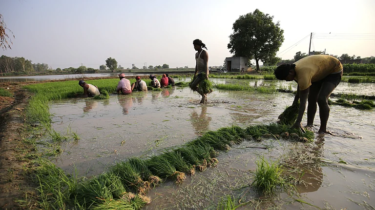 Paddy plantation in Amritsar, India Indian workers work on paddy seedlings before planting them in an agricultural field, in Amritsar, India on June 19, 2023. Despite ongoing discussions to reduce the cultivation of paddy in Punjab due to its adverse effects on groundwater, recent data from the Punjab Agriculture department reveals that paddy still remains the predominant crop in the state s agricultural landscape. The data indicates that paddy covers more than 87 percent of the total area dedicated to kharif crops (grown from June to October) in Punjab - Source: IMAGO / Matrix Images