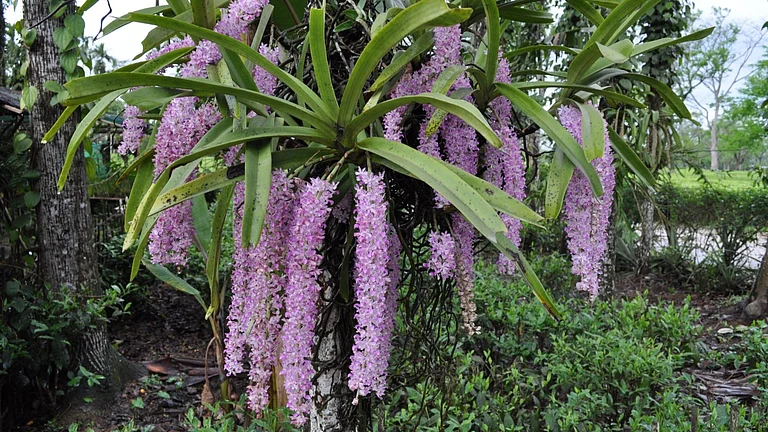Beautiful, drooping clusters of foxtail orchids. - Khyanjeet Gogoi