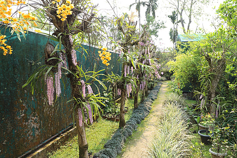 Foxtail orchids in full bloom at Khyanjeet Gogoi’s residence. 