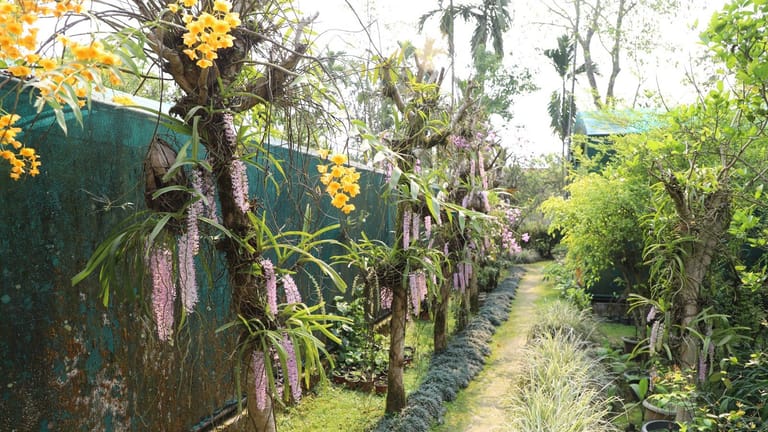 Beautiful, drooping clusters of foxtail orchids. - Photo: Khyanjeet Gogoi
