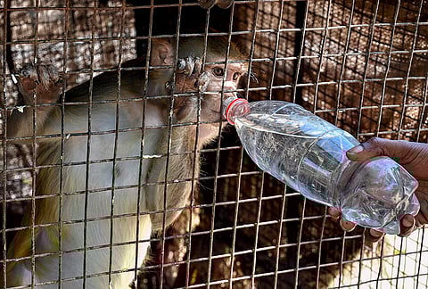 A worker feeds water to a monkey on a hot summer day at a rescue centre, in Bikaner, Rajasthan. 