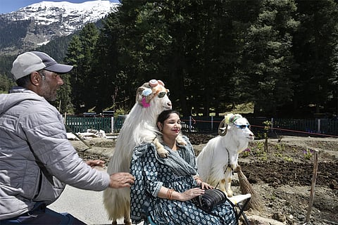 A tourist captures a moment with goats in Betaab Valley. As tourism slowly returns to Pahalgam.