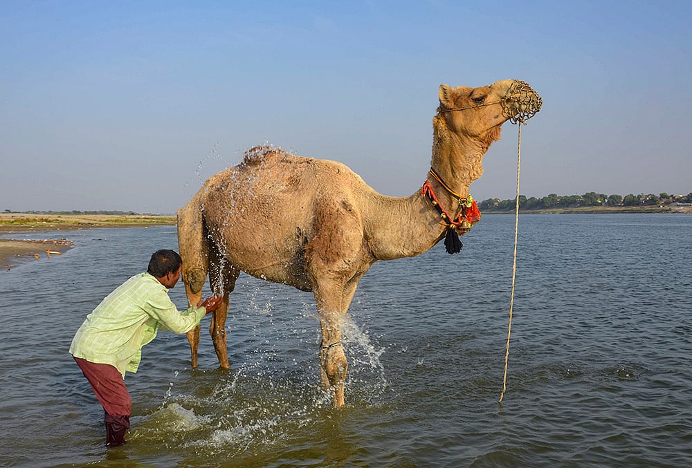 Camel during summers in UPs Mirzapur