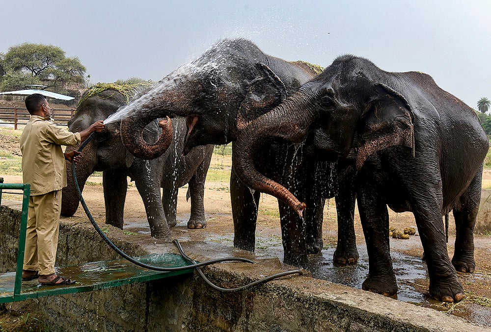 Elephants during summers in Hyderabad