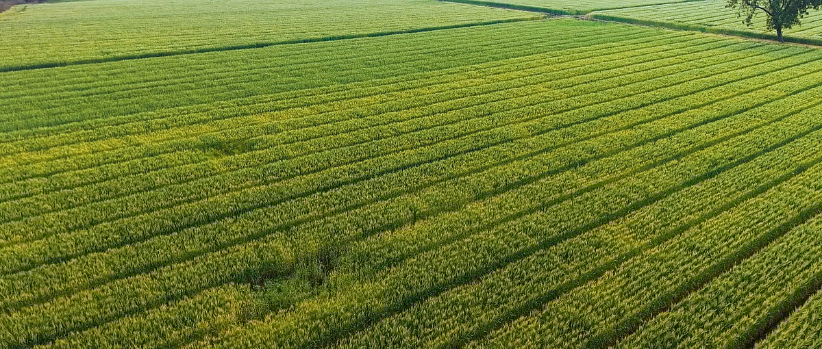 Aerial view of green agricultural crop fields