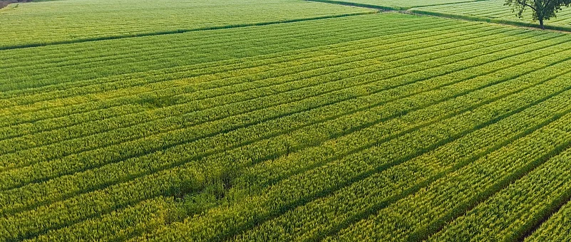 Aerial view of green agricultural crop fields