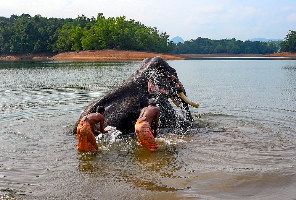 Mahouts bathe 85-year-old elephant Soman in Neyyar Reservoir