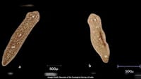 From Pune’s Regenerative Flatworm Discovery To Swedish Wound-Healing Breakthrough A microscopic view of the newly discovered 'Dugesia punensis'