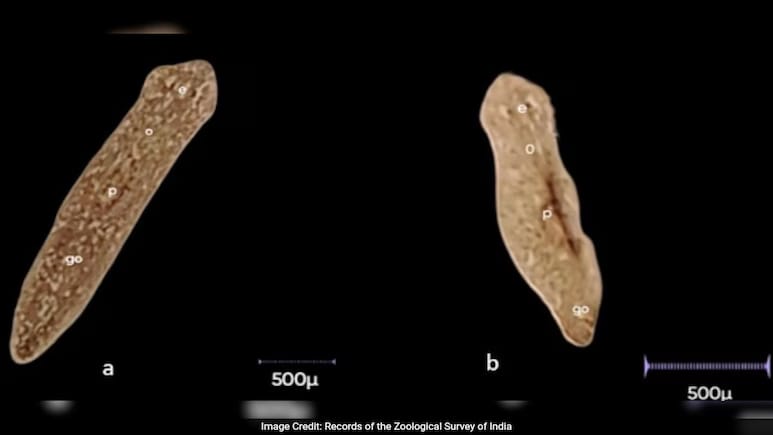 A microscopic view of the newly discovered Dugesia punensis