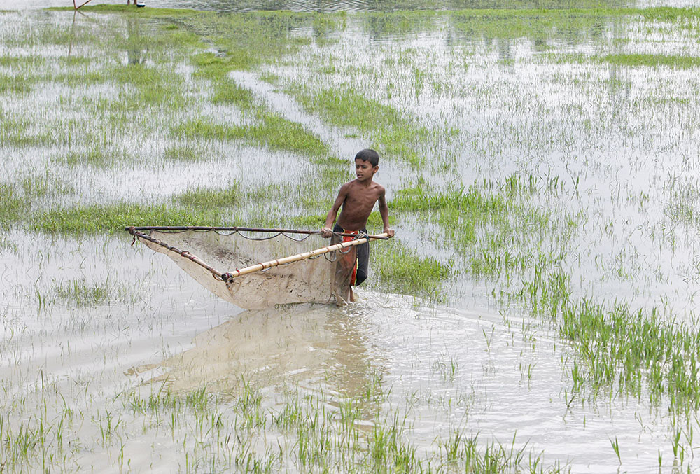 A young boy catches fish in a paddy field following heavy rainfall, on the outskirts of Agartala, Tripura.