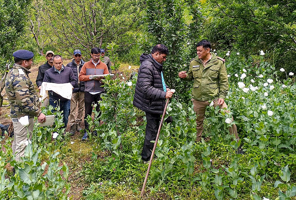 Officials raid illegal opium cultivation in Uttarkashi