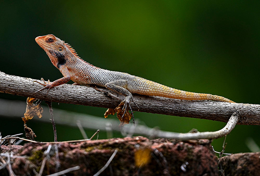 An oriental garden lizard on a tree branch