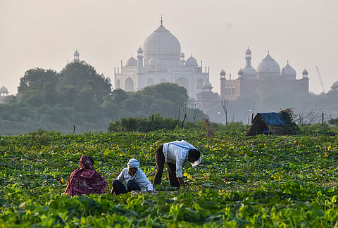 Farmers work in a field with the Taj Mahal in the backdrop, in Agra.
