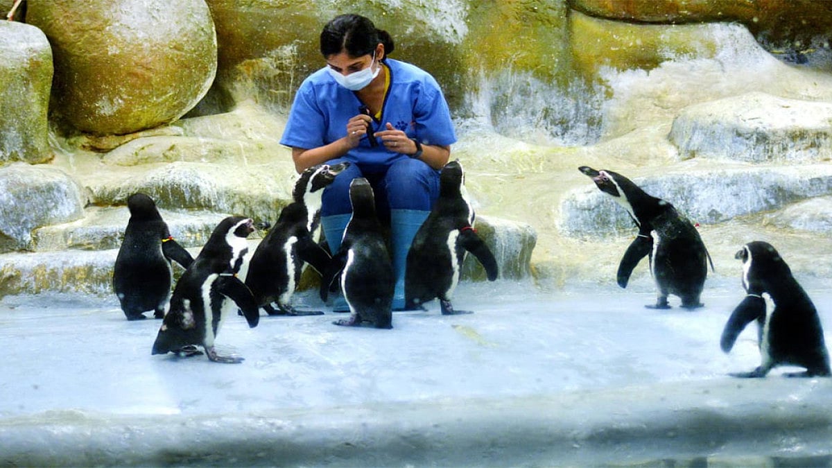 Two New Additions To Humboldt Penguin Colony Bring  Cheer At Mumbai Zoo