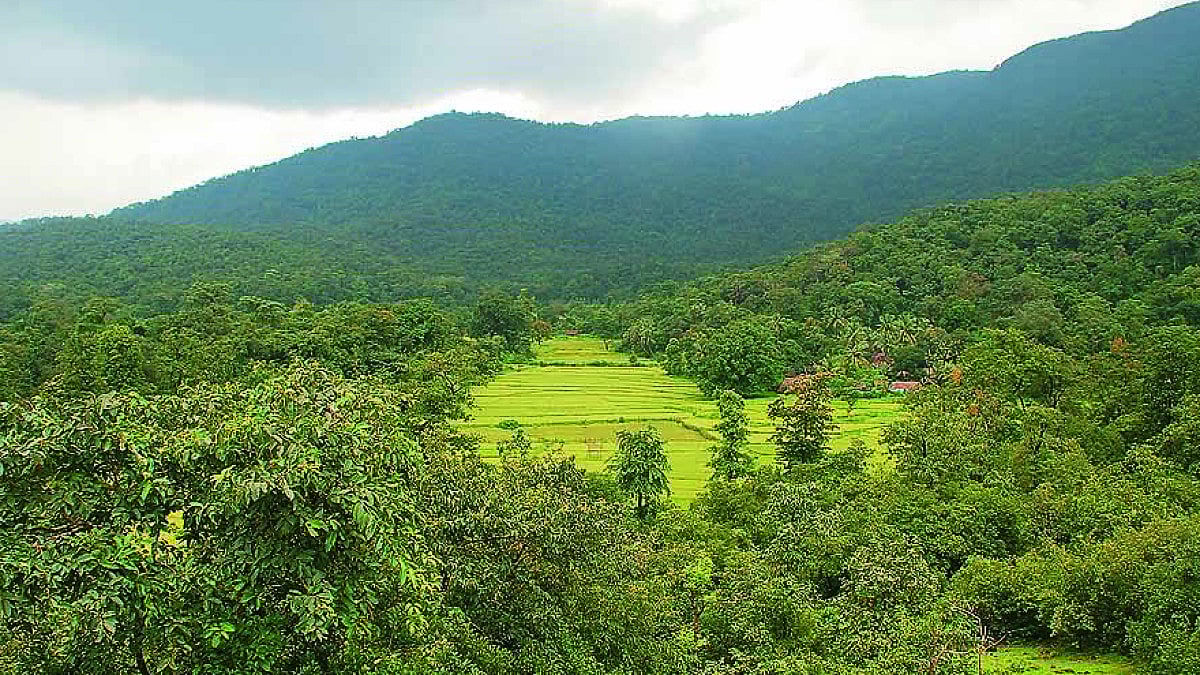 Paraglider Dies After Falling From Parachute In Assam