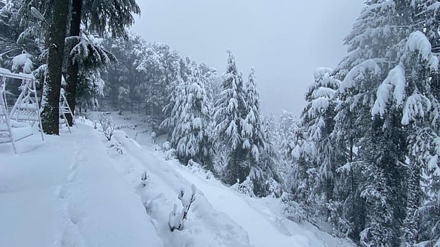 Photo Gallery: It's Snowing In Himachal Pradesh!