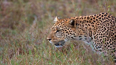 Leopard Attack In Mandi Leaves One Dead, Nine Injured Before Animal Is Killed