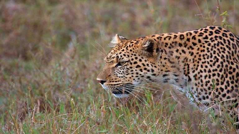 Leopard attack - null