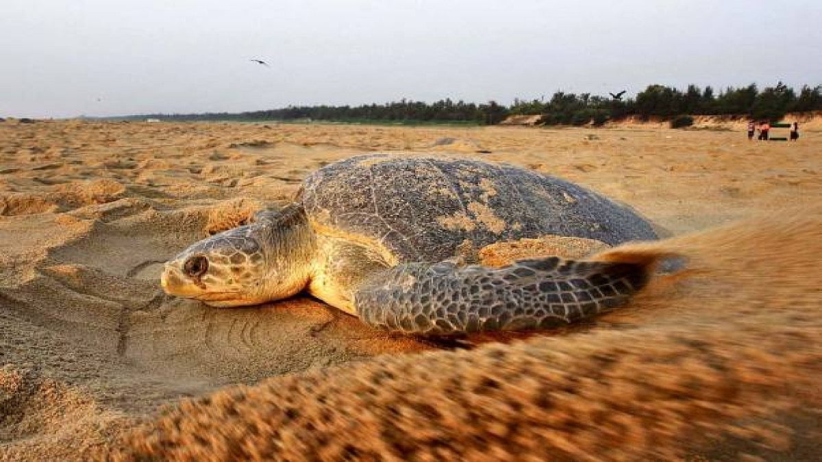 WB Forest Department Aims To Release 2nd Batch Of Endangered Turtles With GPS Tags 