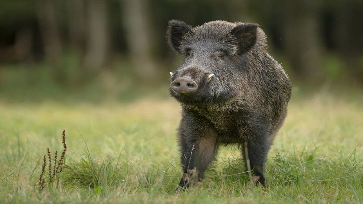 Wild Boar Meat Seized, One Held By Forest Officials In Odisha’s Bhitarkanika National Park