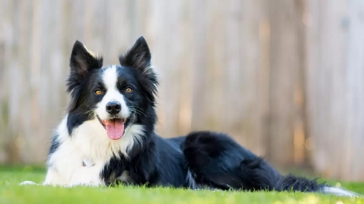 Best CBD Oil for Dogs
