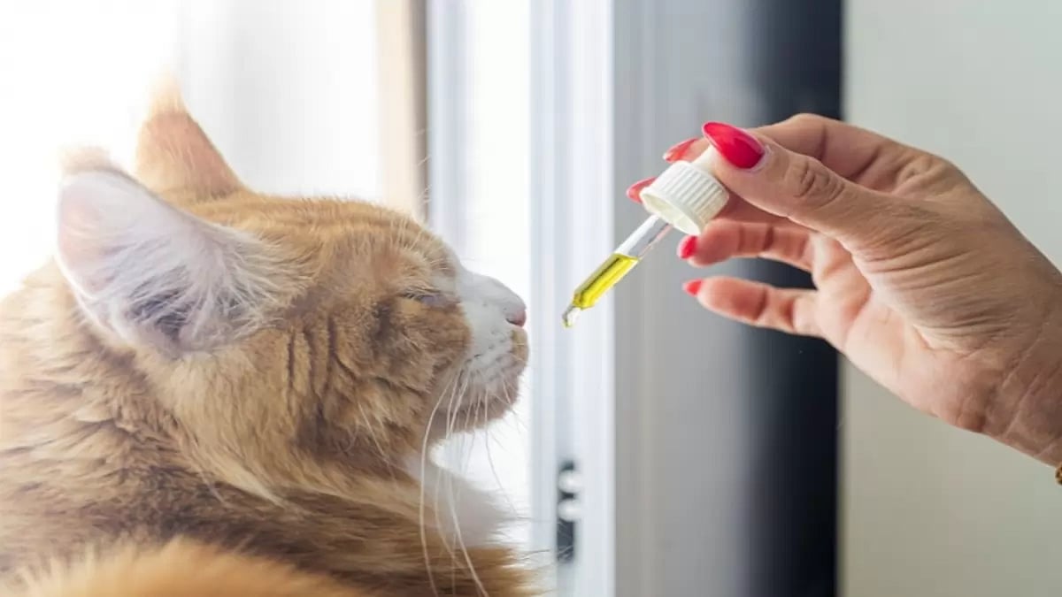 CBD Oil For Cats