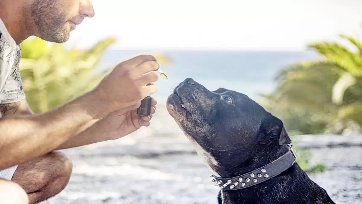 CBD Oil For Dogs