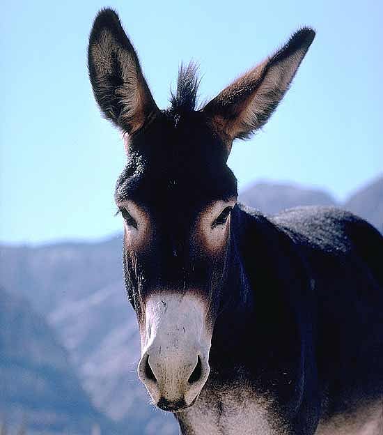 Blameless The Happy Vestal?