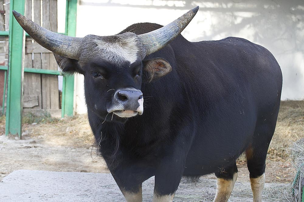 The Parable Of A Slaughter