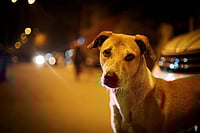 Strays In The City