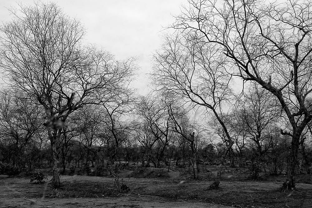 See The Grim Reaper Come