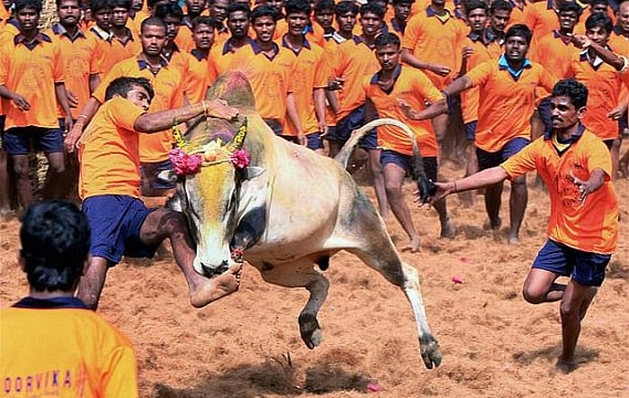 Tamil Nadu Governor Approves Ordinance To Hold Jallikattu