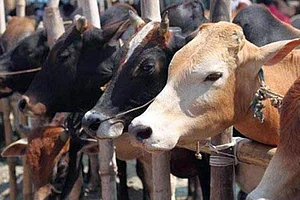 No Beef Ban In Meghalaya, Asserts BJP