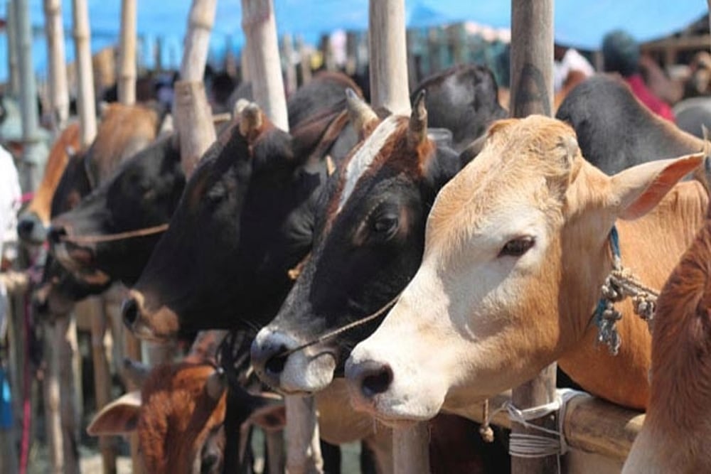 Special Squad To Check Cow Slaughter And Smuggling In Uttarakhand