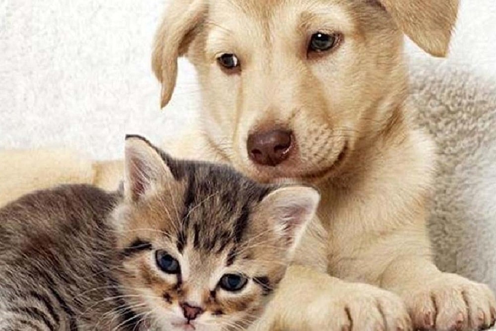 Mumbai: Woman Running Shelter And Care Facility Booked After Stray Animals Die