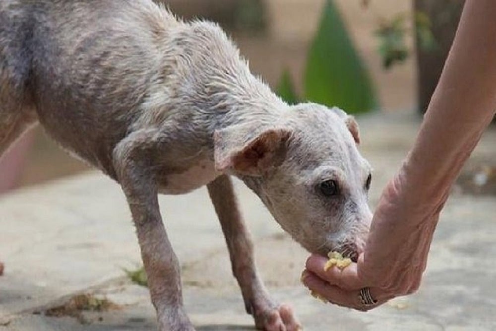 Mumbai stray dogs. - null