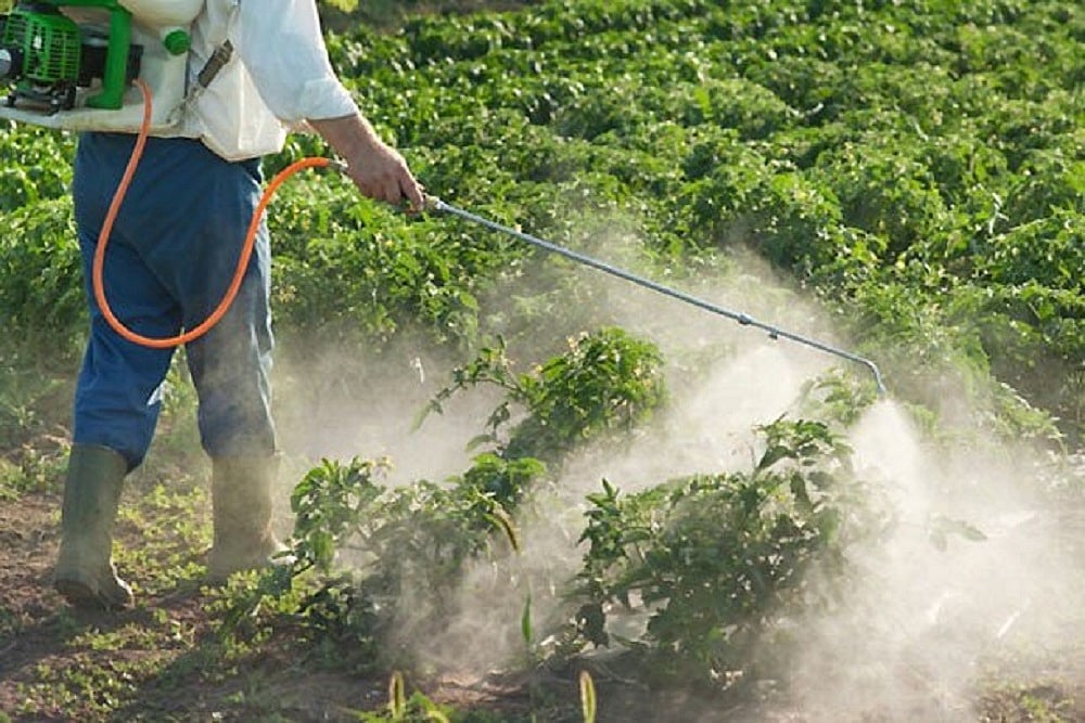 Maharashtra Orders Probe Into Death of 18 Farmers Due To Pesticide Inhalation