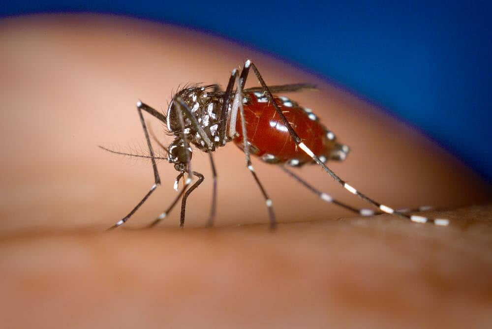 IIT Roorkee Scientists Identify Drug To Fight Chikungunya