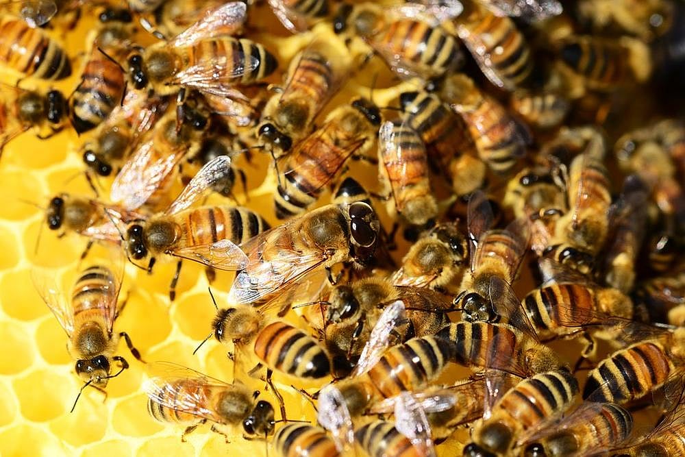 About 75 Percent Of World's Honey Contaminated With Bee-Harming Pesticides, Says Study