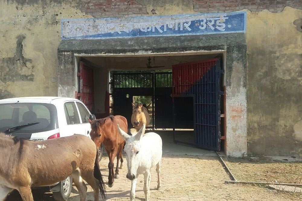 Believe It Or Not: Donkeys, Horses Detained For Damaging Saplings In UP