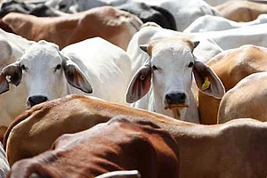 After Supreme Court Slap, Centre Plans To Withdraw Notification Banning Cattle Sale For Slaughter In Market: Report