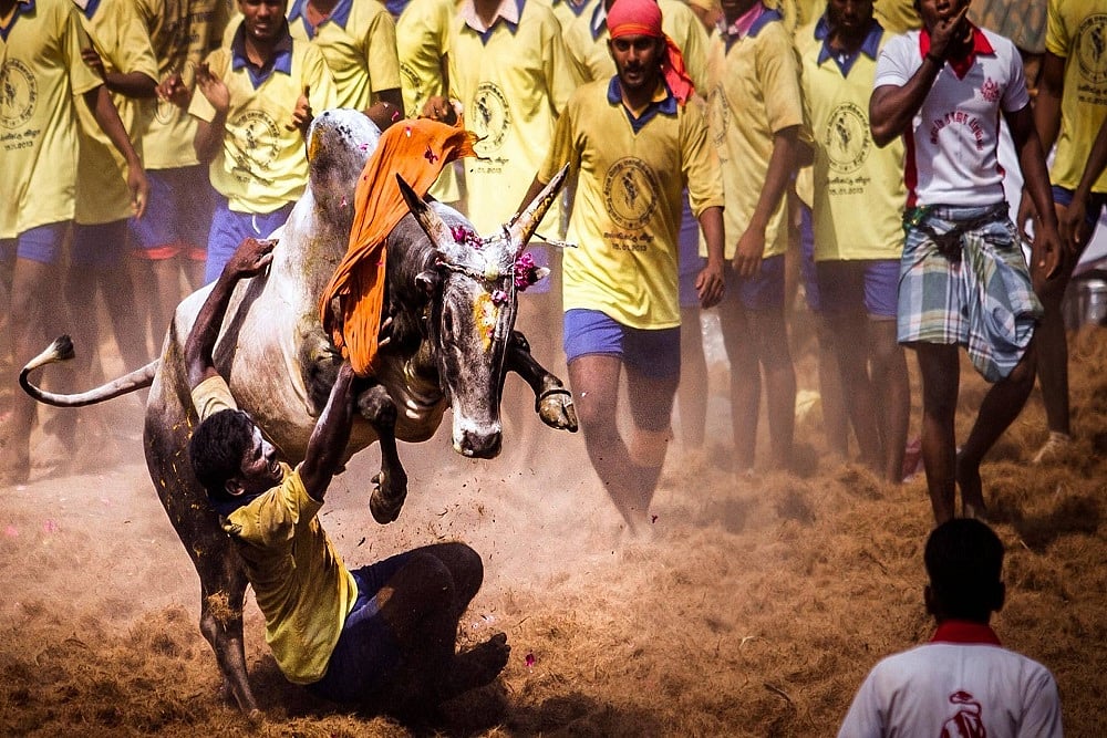 SC Issues Notice To Tami Nadu Government Seeking Reply On Jallikattu Plea